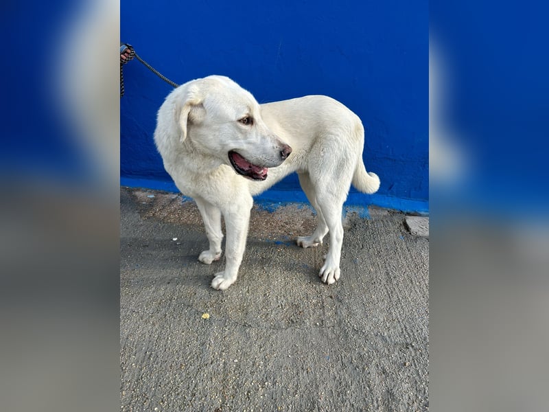 Brooklyn , ein großer Eisbär