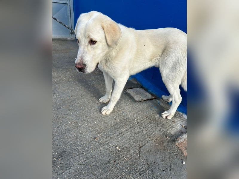 Brooklyn , ein großer Eisbär