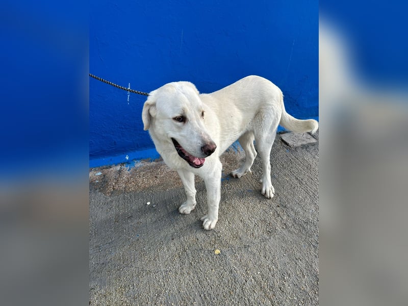 Brooklyn , ein großer Eisbär