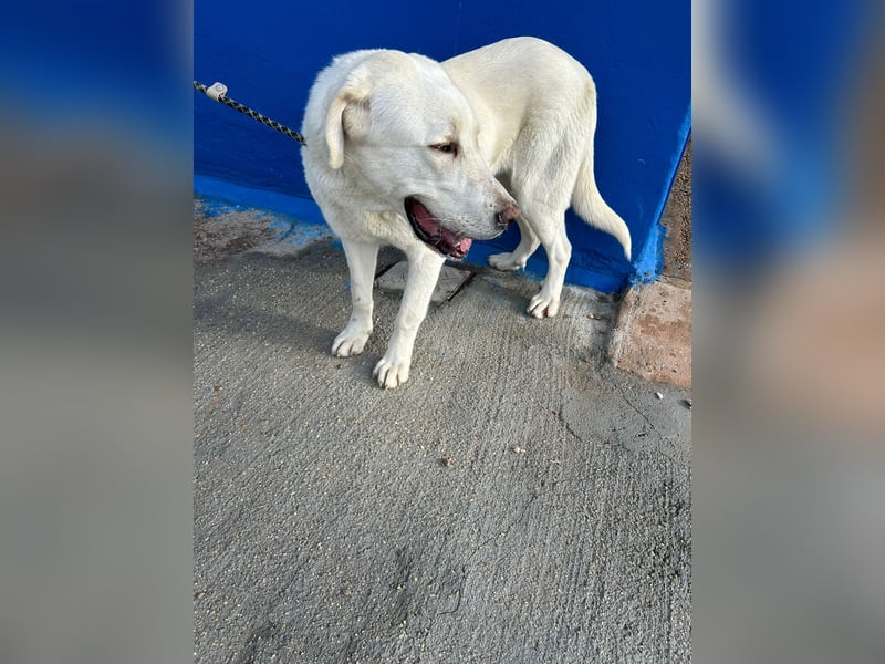 Brooklyn , ein großer Eisbär