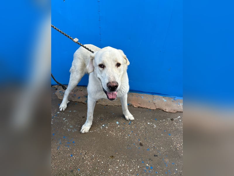 Brooklyn , ein großer Eisbär