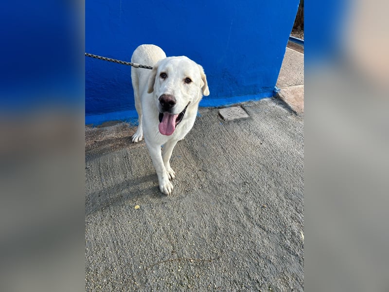 Brooklyn , ein großer Eisbär