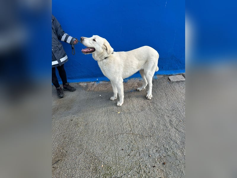Brooklyn , ein großer Eisbär