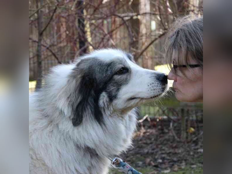 Mischa,Pyrenäenberghund-Mix-Hündin, geb. 2022, su. ein Zuhause mit viel Platz und Herz