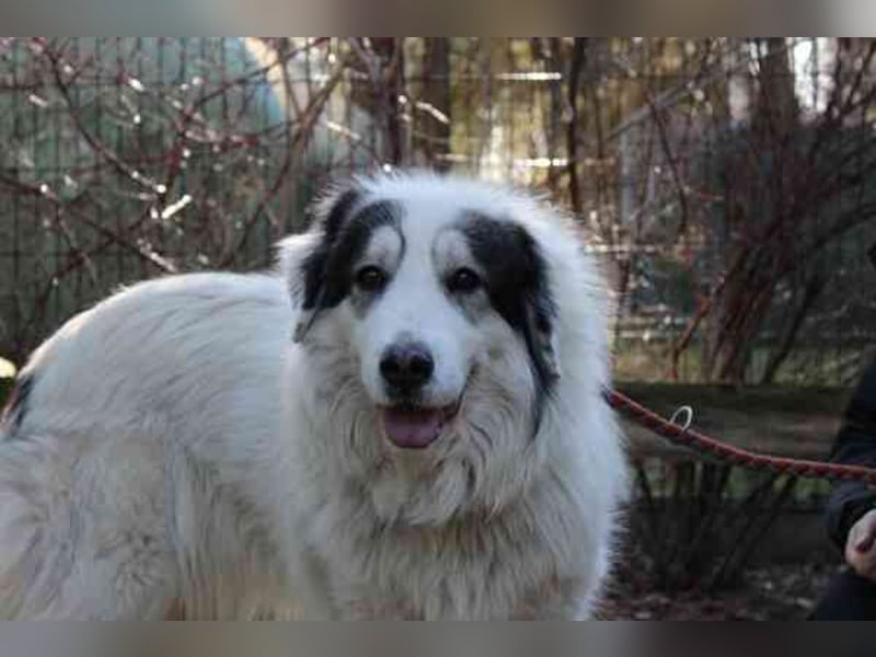 Isa, Pyrenäenberghund-Mix, geb. 2022, sucht Menschen mit Herz und Geduld