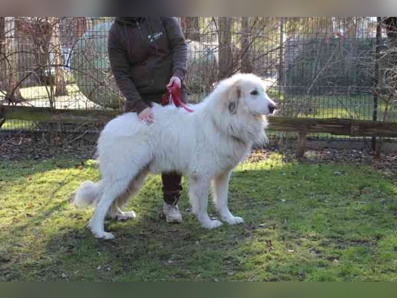 Bär, Pyrenäenberghund-Mix, geb. 2022, sucht geduldige Menschen mit Herz