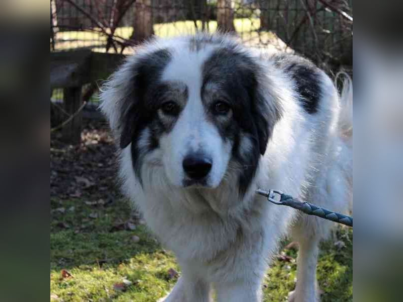 Mischa,Pyrenäenberghund-Mix-Hündin, geb. 2022, su. ein Zuhause mit viel Platz und Herz