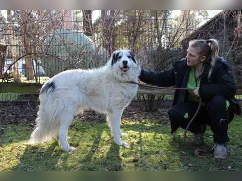 Isa, Pyrenäenberghund-Mix, geb. 2022, sucht Menschen mit Herz und Geduld