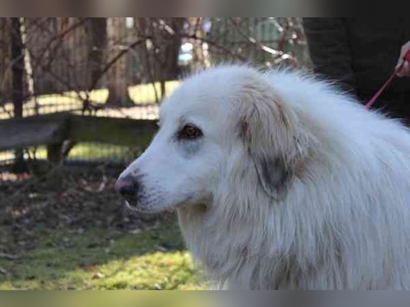 Bär, Pyrenäenberghund-Mix, geb. 2022, sucht geduldige Menschen mit Herz