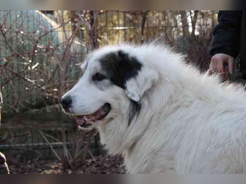 Isa, Pyrenäenberghund-Mix, geb. 2022, sucht Menschen mit Herz und Geduld