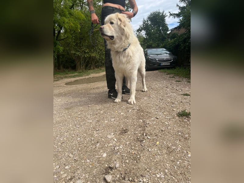 Mont Blanc VA– weisser Riese mit großem Herz