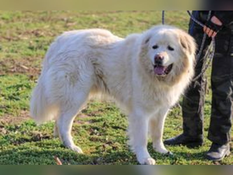 Mont Blanc VA sanfter Riese mit feiner Seele