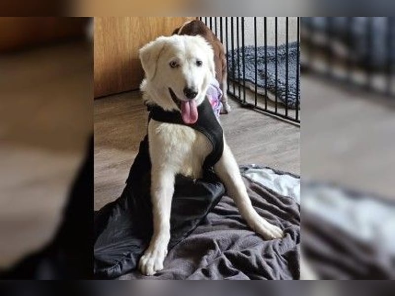 Knut - Energievoller Wirbelwind