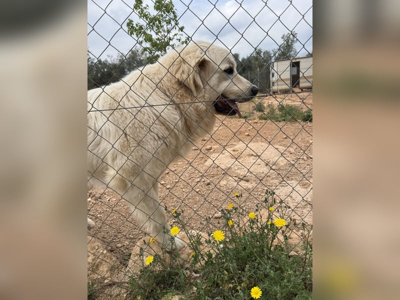 ADA sucht ihr  FÜR - IMMER - ZUHAUSE