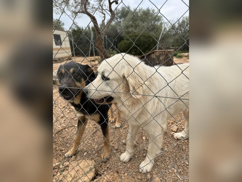 ADA sucht ihr  FÜR - IMMER - ZUHAUSE