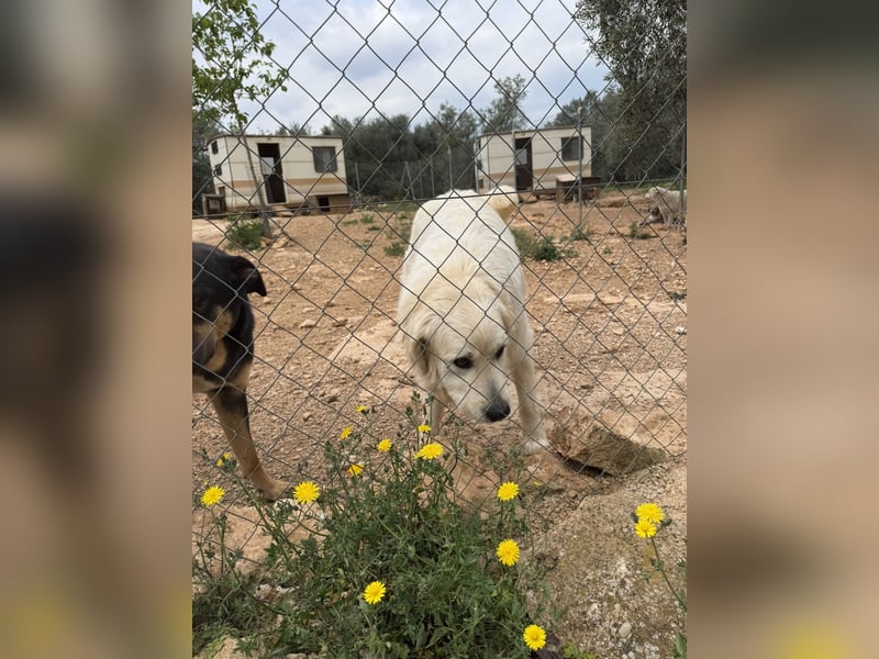 ADA sucht ihr  FÜR - IMMER - ZUHAUSE