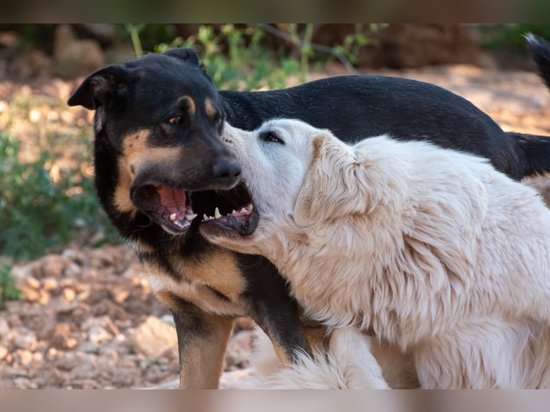 ADA sucht ihr  FÜR - IMMER - ZUHAUSE