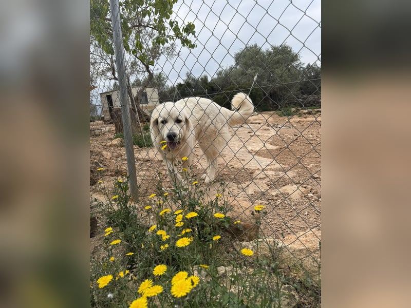 ADA sucht ihr  FÜR - IMMER - ZUHAUSE