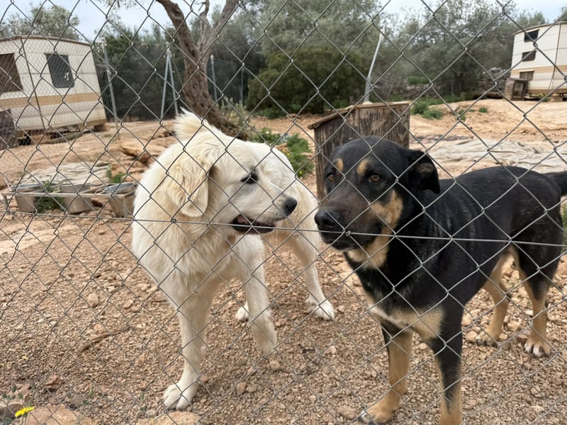 ADA sucht ihr  FÜR - IMMER - ZUHAUSE