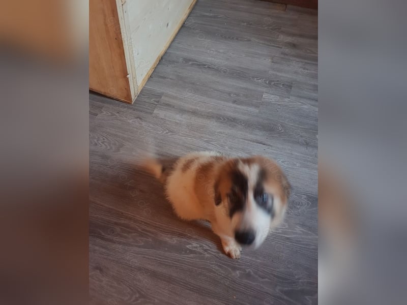 Kleine Eisbären in braun / gefleckt ( Pyrenäenberghunde reinrassig)