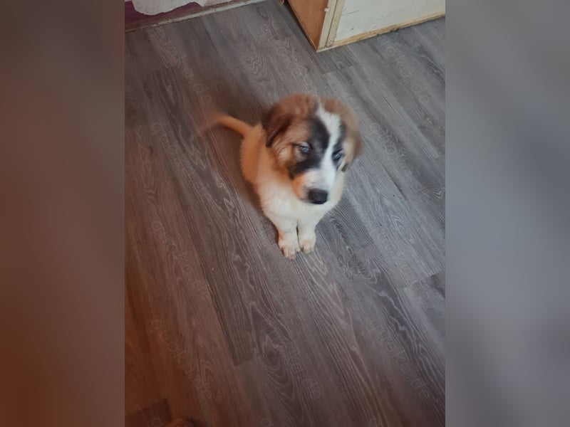 Kleine Eisbären in braun / gefleckt ( Pyrenäenberghunde reinrassig)