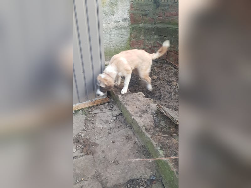 Kleine Eisbären in braun / gefleckt ( Pyrenäenberghunde reinrassig)
