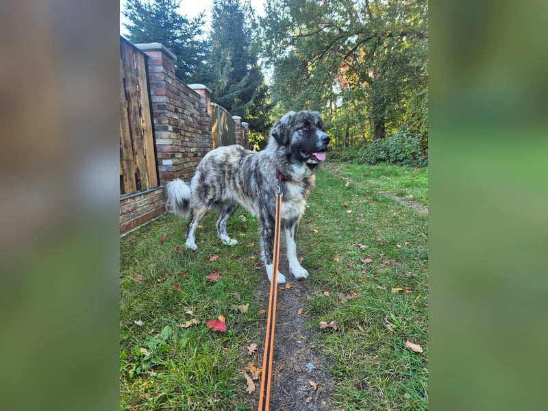 Pyrenäenberghund Mix Hündin 1,5 Jahre sehr lieb Familienhund