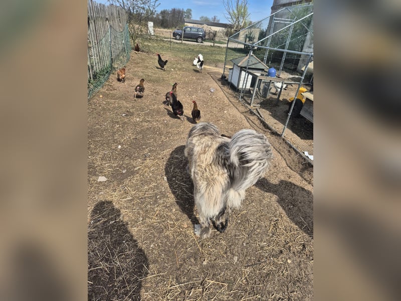 Pyrenäenberghund Mix Hündin 1,5 Jahre sehr lieb Familienhund