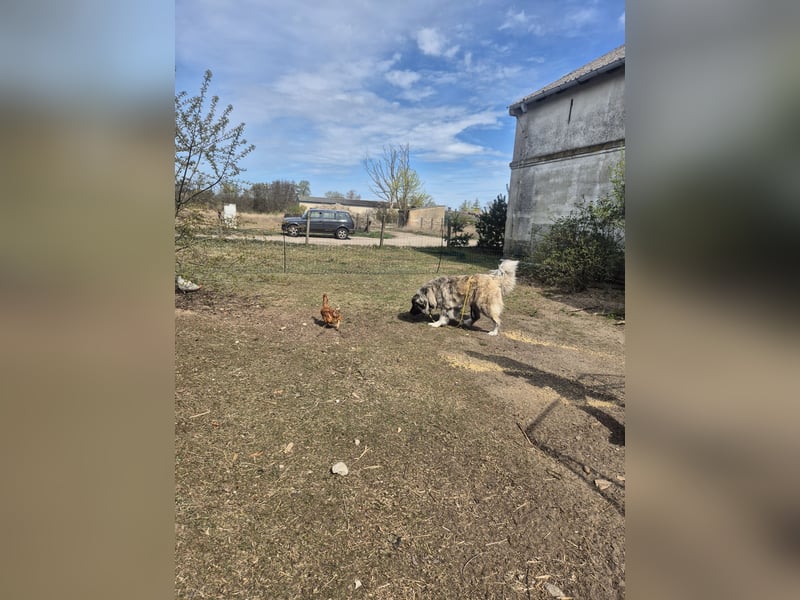 Pyrenäenberghund Mix Hündin 1,5 Jahre sehr lieb Familienhund