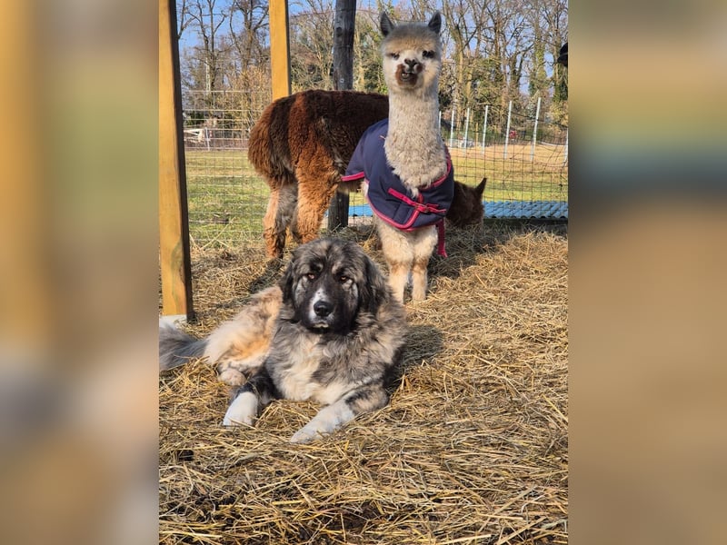 Pyrenäenberghund Mix Hündin 1,5 Jahre sehr lieb Familienhund