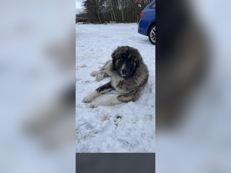 Pyrenäenberghund Mix Hündin 1,5 Jahre sehr lieb Familienhund