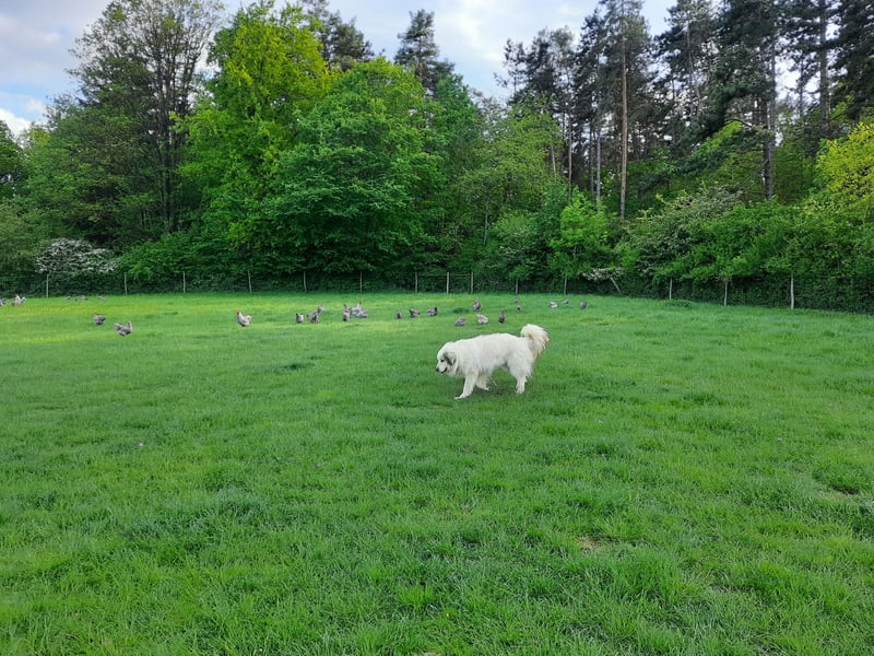 Pyrenäenberghundwelpen abzugeben