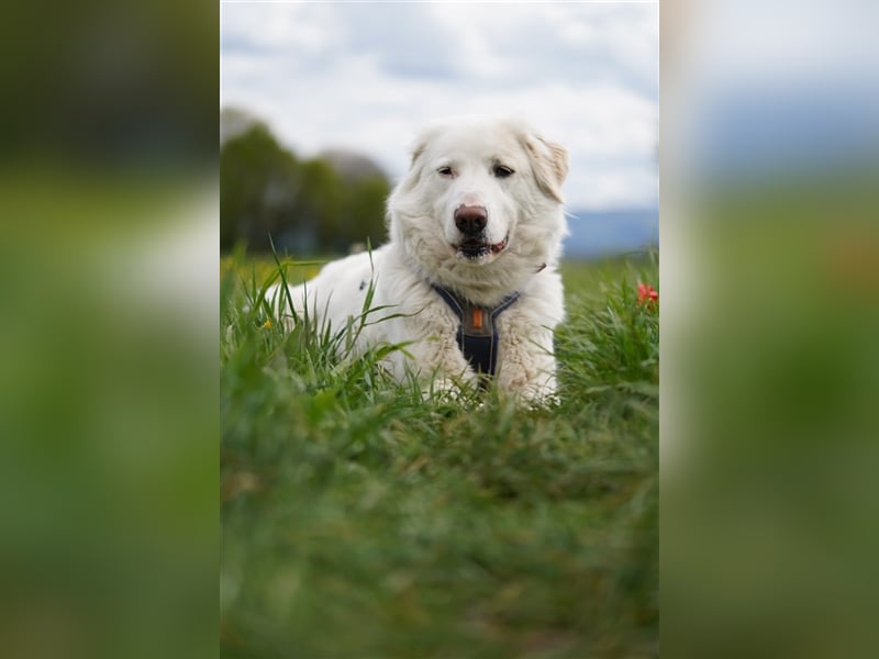Erna wartet in Tierpension Tannenhof 54597 Wallersheim