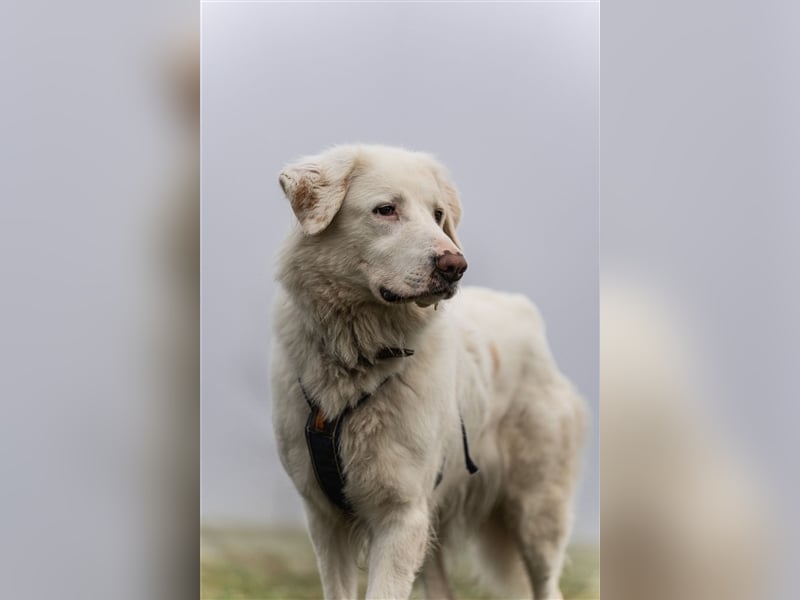 Erna wartet in Tierpension Tannenhof 54597 Wallersheim