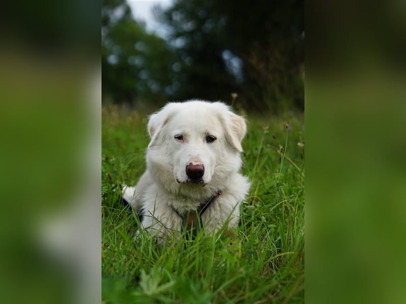 Erna wartet in Tierpension Tannenhof 54597 Wallersheim