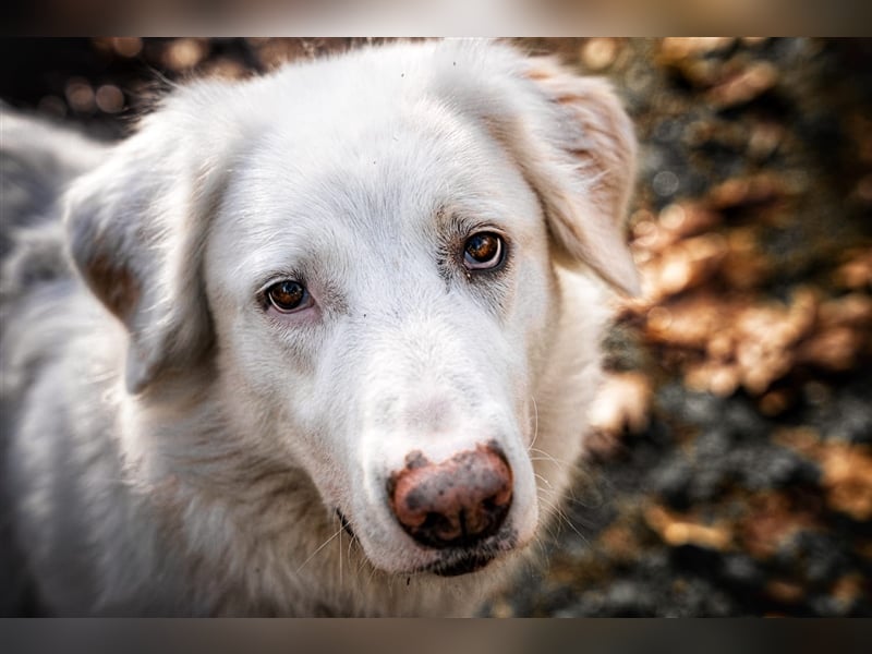 Erna wartet in Tierpension Tannenhof 54597 Wallersheim