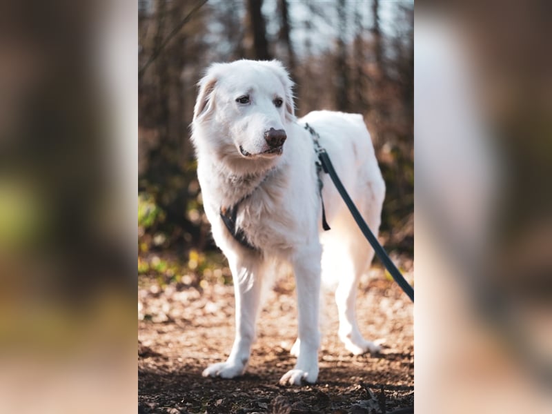 Erna wartet in Tierpension Tannenhof 54597 Wallersheim