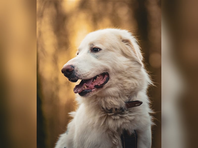 Erna wartet in Tierpension Tannenhof 54597 Wallersheim