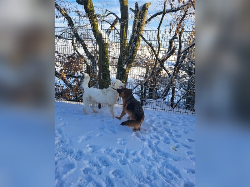 Erna wartet in Tierpension Tannenhof 54597 Wallersheim