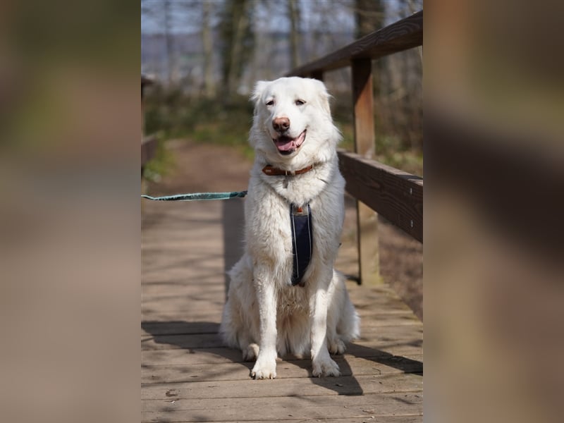Erna wartet in Tierpension Tannenhof 54597 Wallersheim