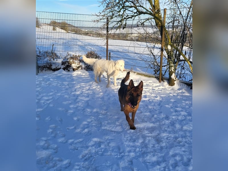 Erna wartet in Tierpension Tannenhof 54597 Wallersheim
