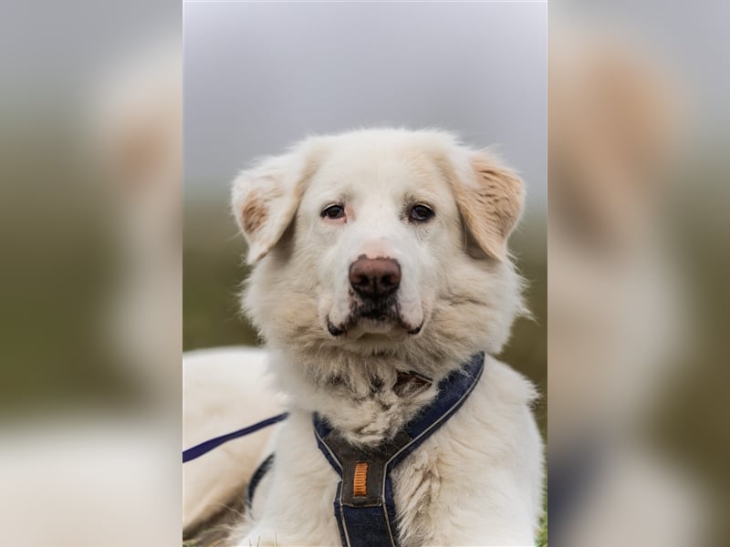 Erna wartet in Tierpension Tannenhof 54597 Wallersheim