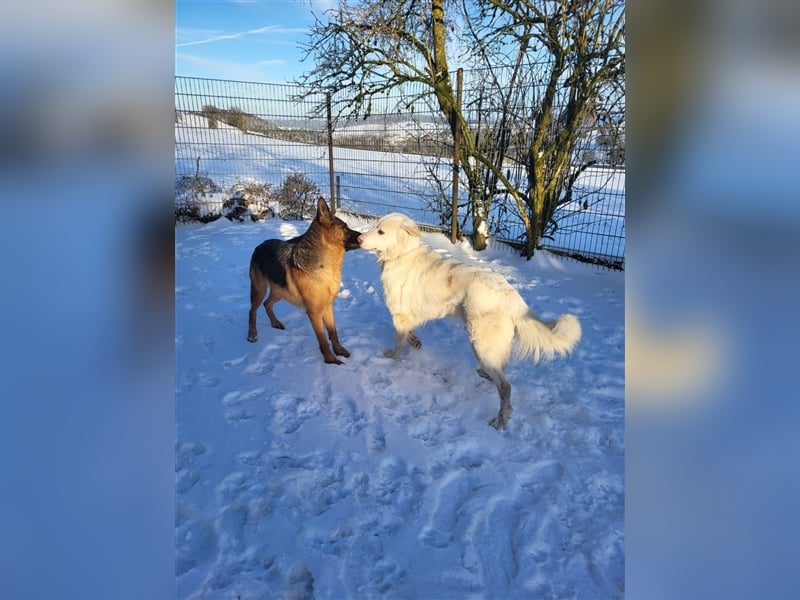 Erna wartet in Tierpension Tannenhof 54597 Wallersheim
