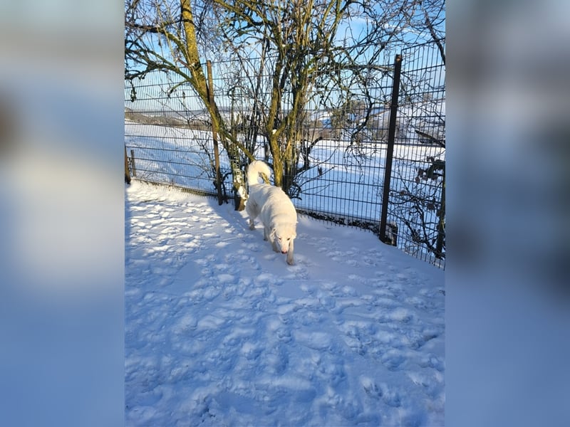 Erna wartet in Tierpension Tannenhof 54597 Wallersheim