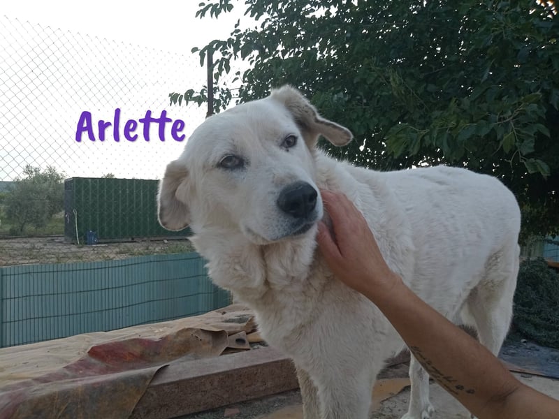 Arlette 09/2020 (ESP) - ruhige, noble und sanfte Herdenschutz-Mix Hündin!