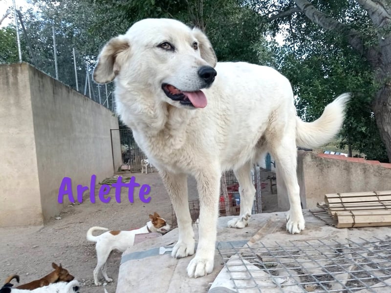Arlette 09/2020 (ESP) - ruhige, noble und sanfte Herdenschutz-Mix Hündin!