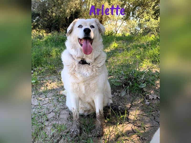 Arlette 09/2020 (ESP) - ruhige, noble und sanfte Herdenschutz-Mix Hündin!