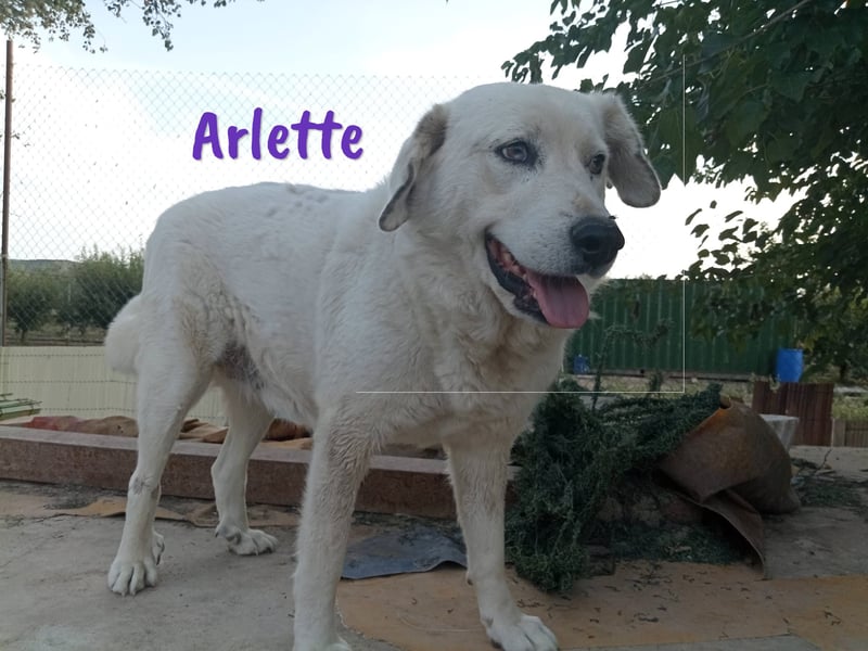 Arlette 09/2020 (ESP) - ruhige, noble und sanfte Herdenschutz-Mix Hündin!