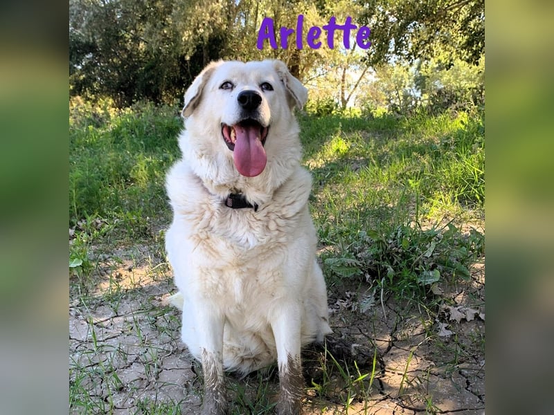 Arlette 09/2020 (ESP) - ruhige, noble und sanfte Herdenschutz-Mix Hündin!