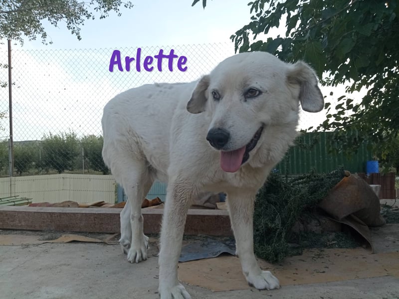Arlette 09/2020 (ESP) - ruhige, noble und sanfte Herdenschutz-Mix Hündin!